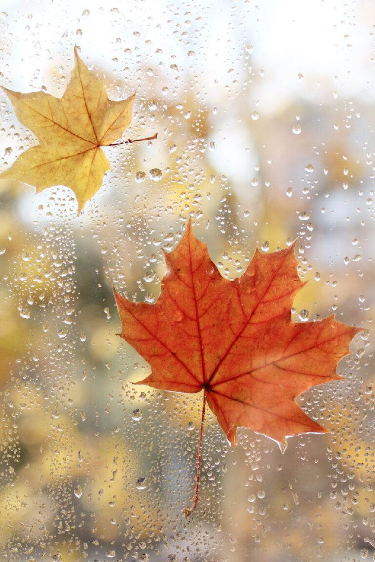 WET LEAVES ON A WINDOW