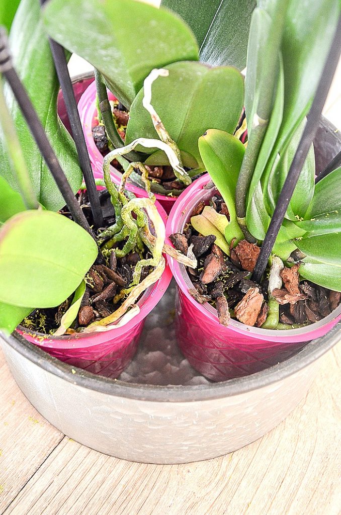 orchid roots in bark medium