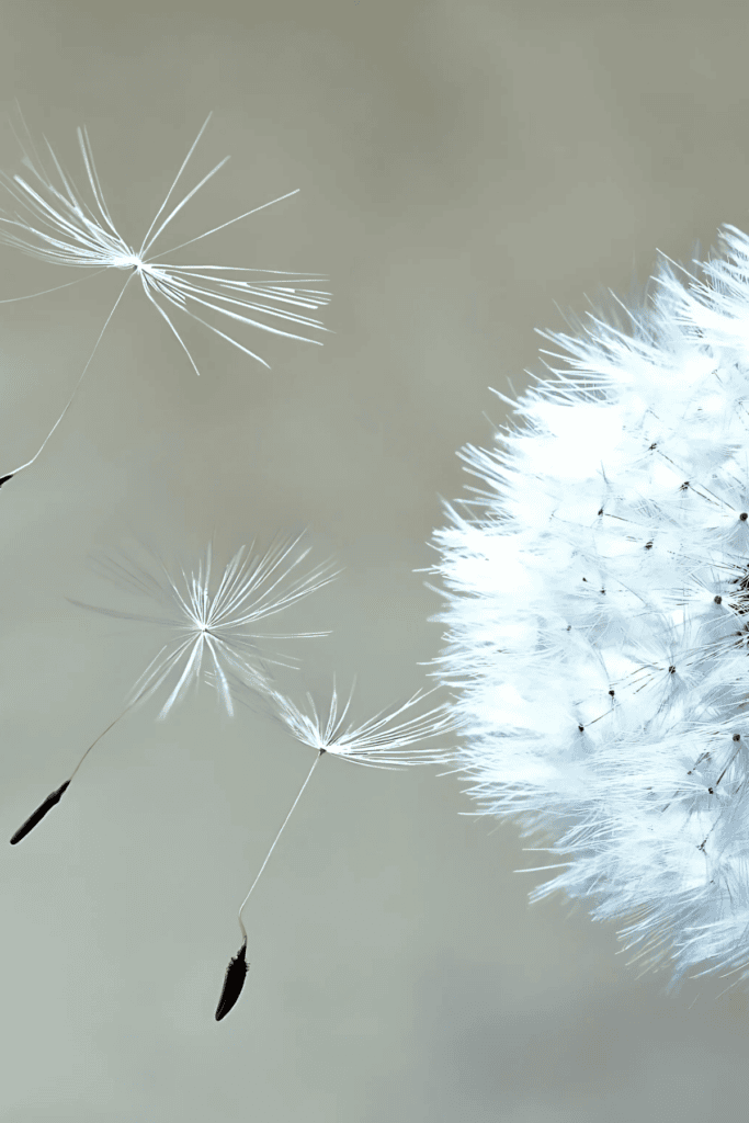 dandelion fairies