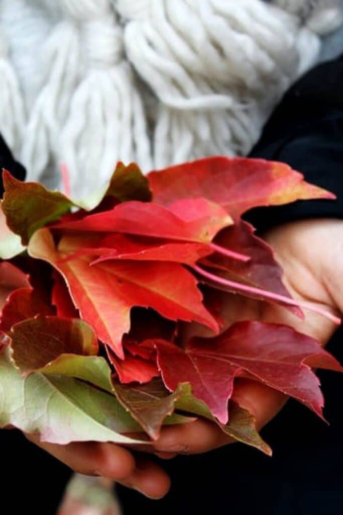 woman holding a stack of colorful fall leaves