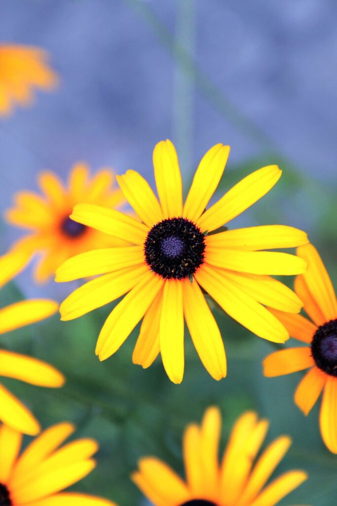 daisies and the sun in back of them