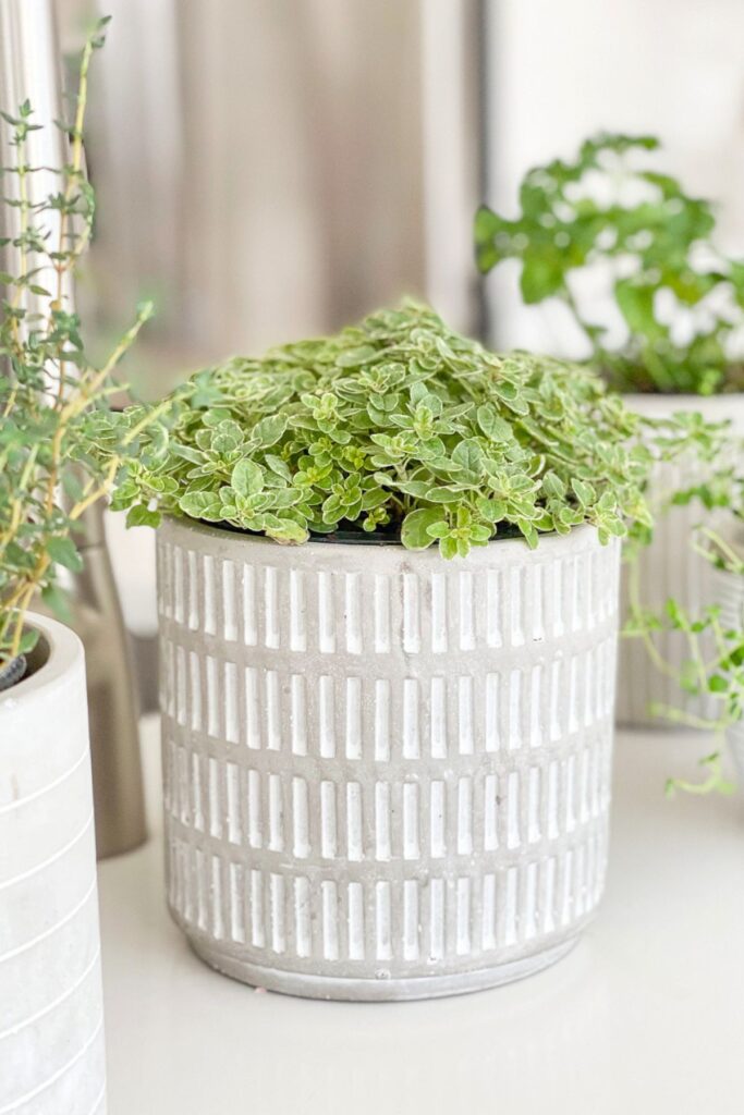 spring kitchen decorating ideas with potted herbs and greenery on kitchen counter