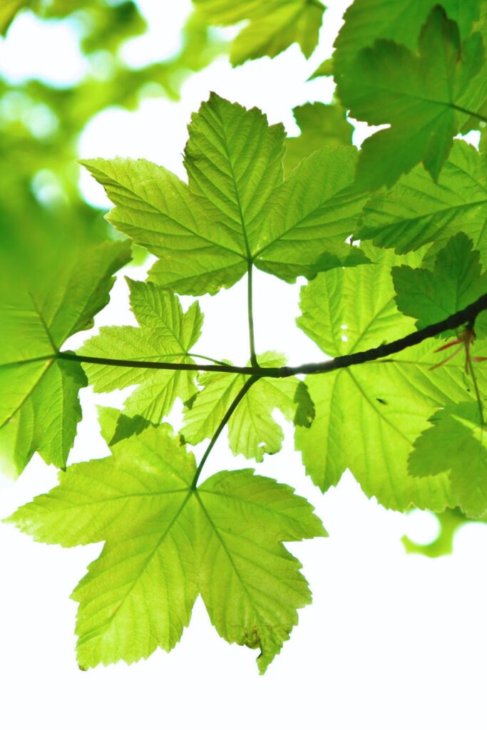 small branch with maple leaves
