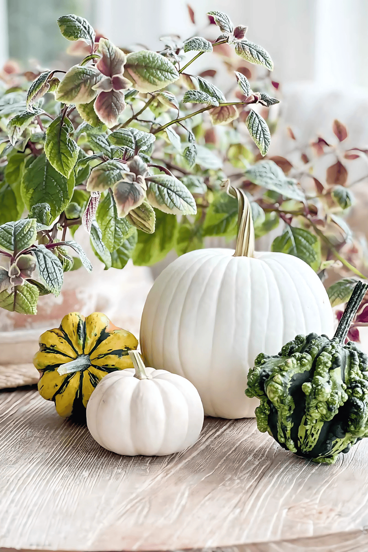 plant with pumpkin and gourds