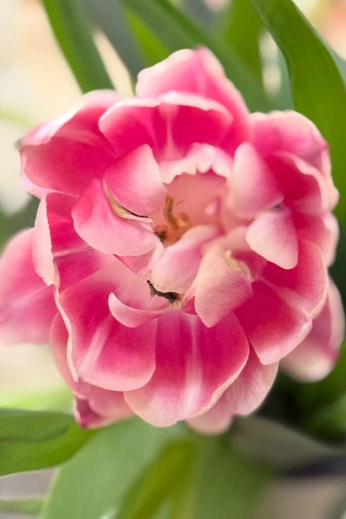 CLOSE UP OF OPEN PICK FLOWERS