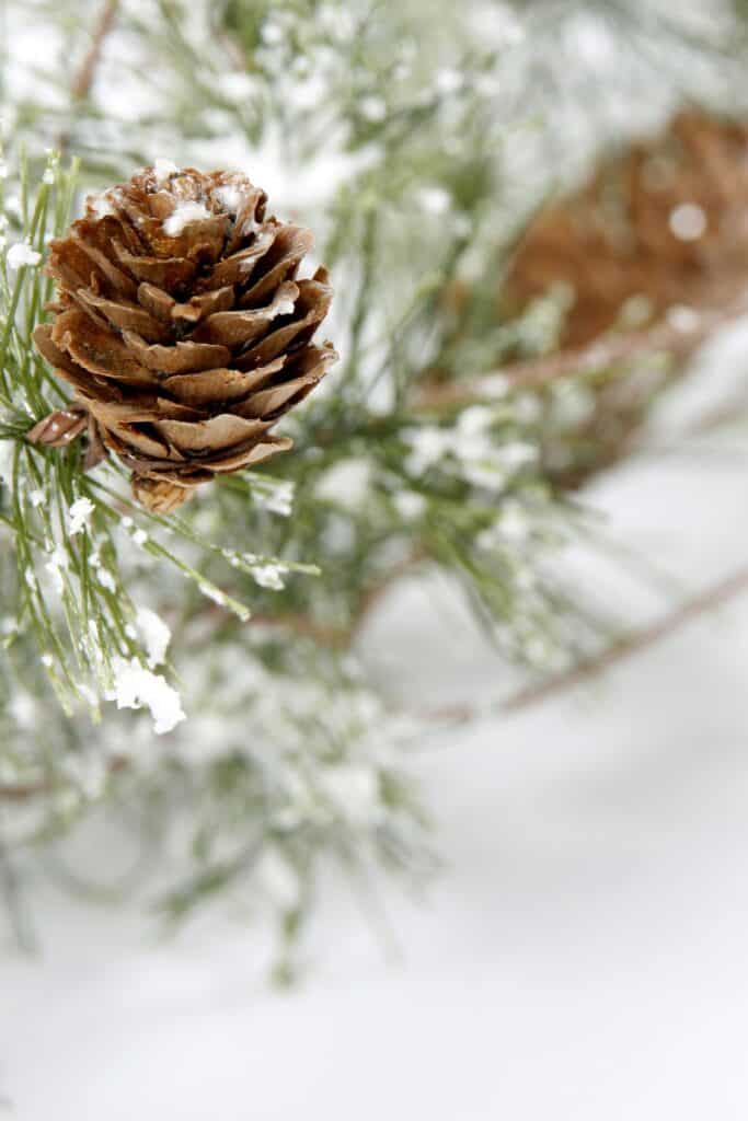 Pinecones on a snowy branch- Canva