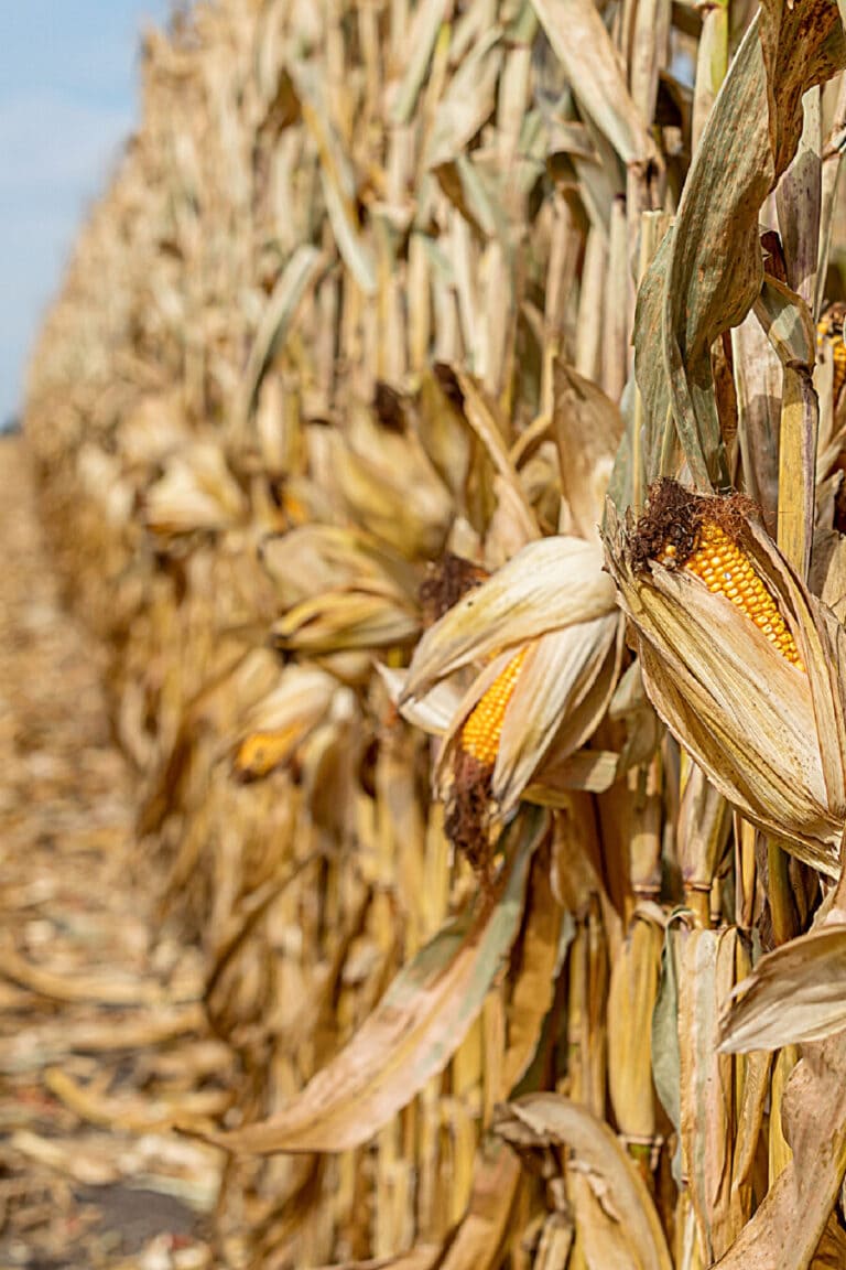 Lessons From A Cornfield: The Promise Is In The Seed