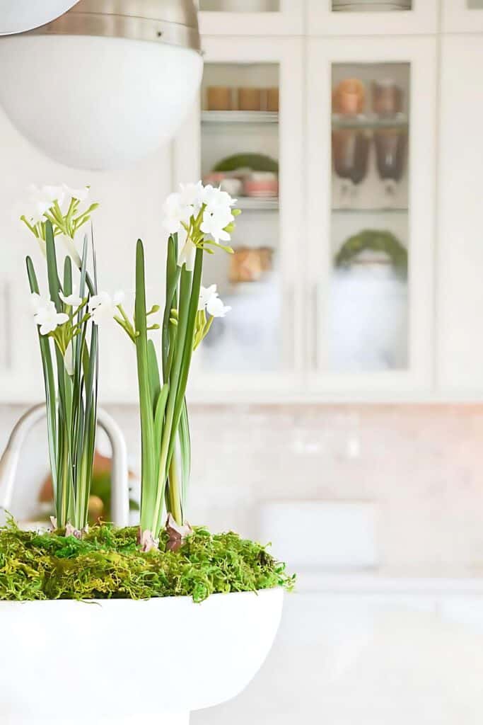 PAPERWHITES IN A WHITE BOWL