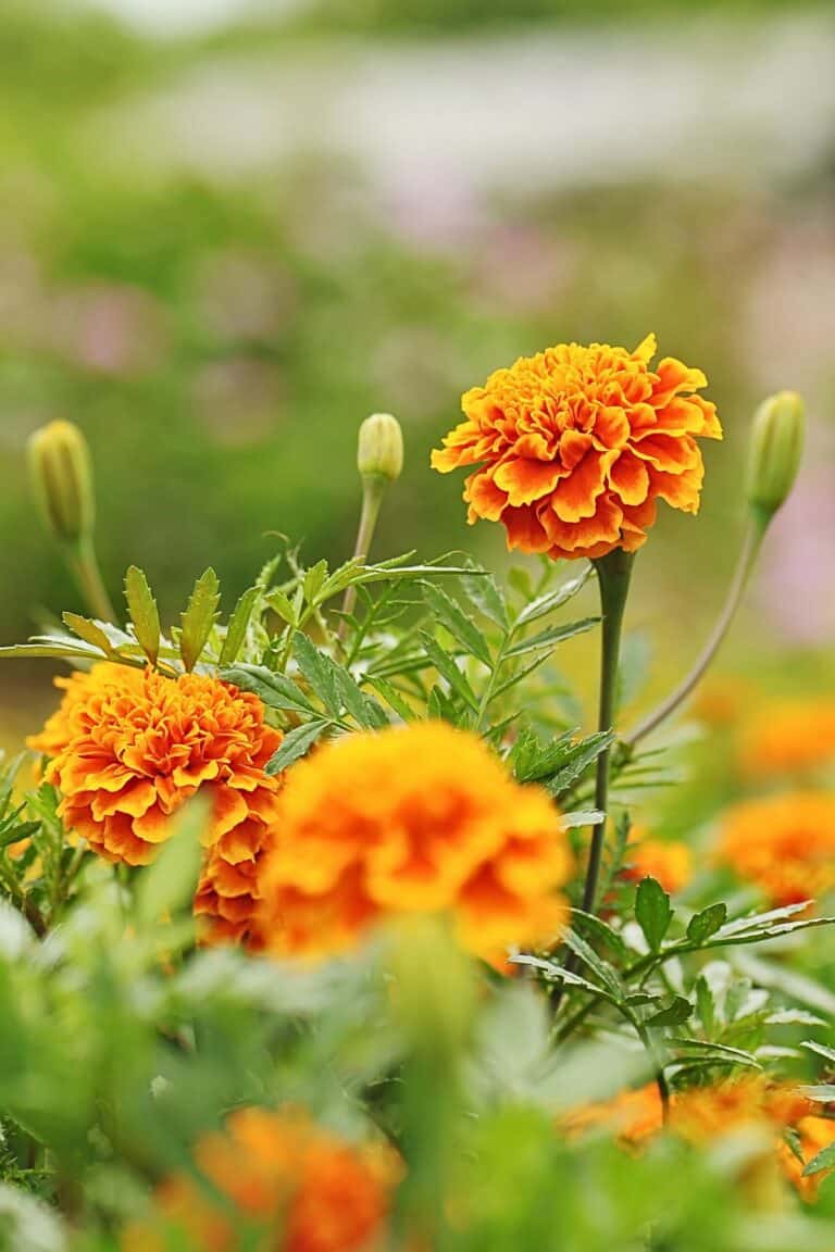 MARIGOLDS