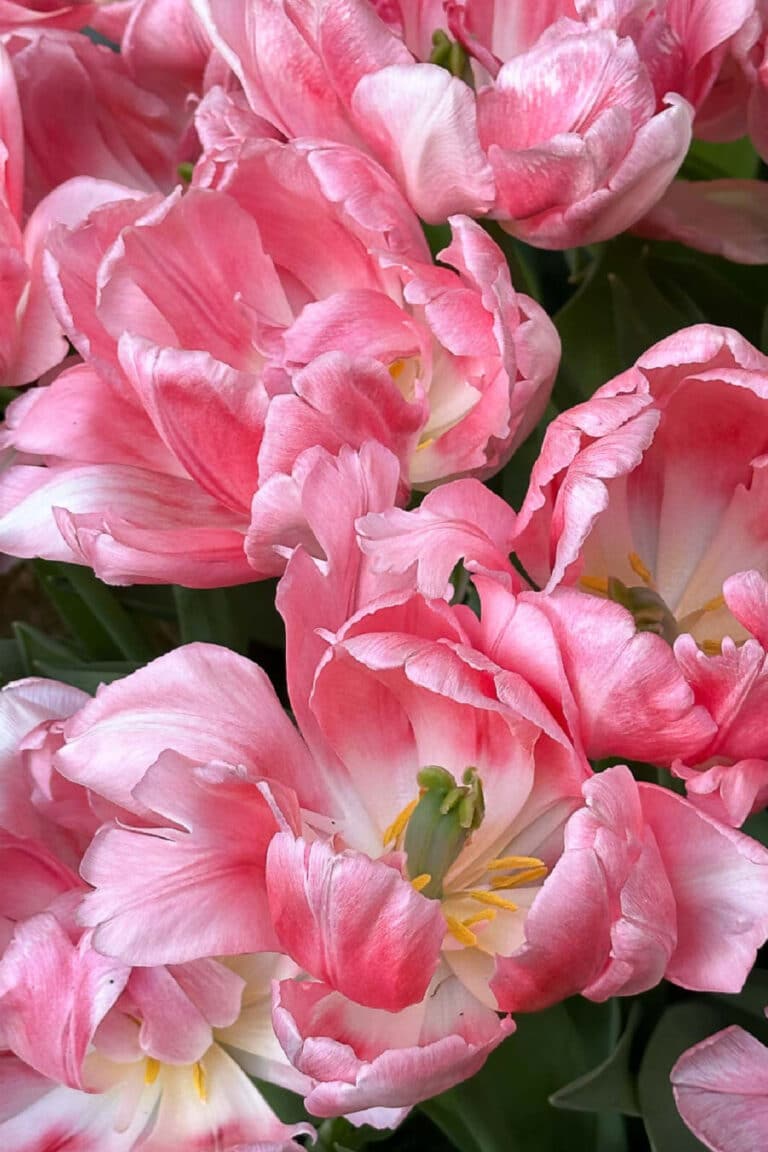 A Lenten Lesson: A Face Life Flint