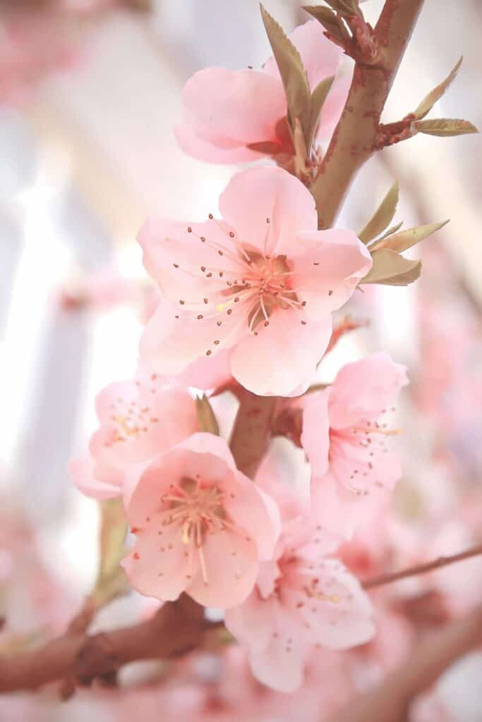 cherry blossoms on a branch
