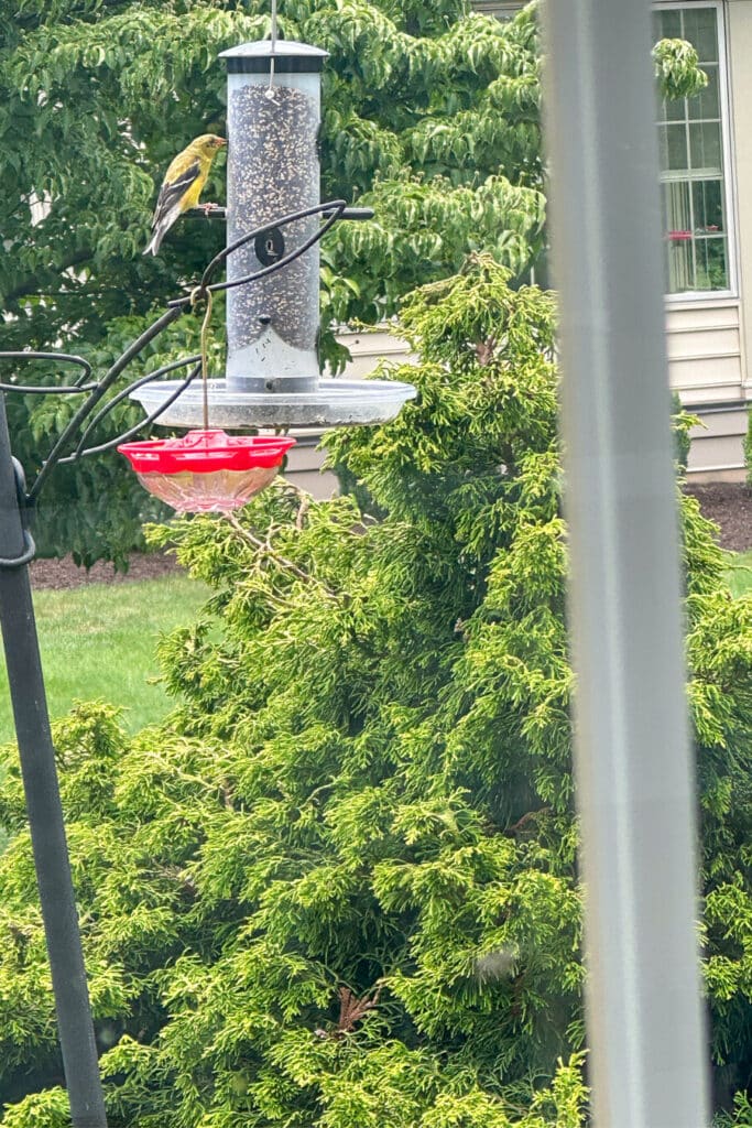 YELLOW FINCH AT BIRDFEEDER