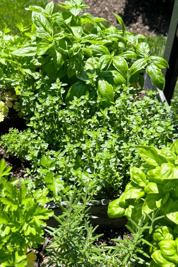 HERB GARDEN