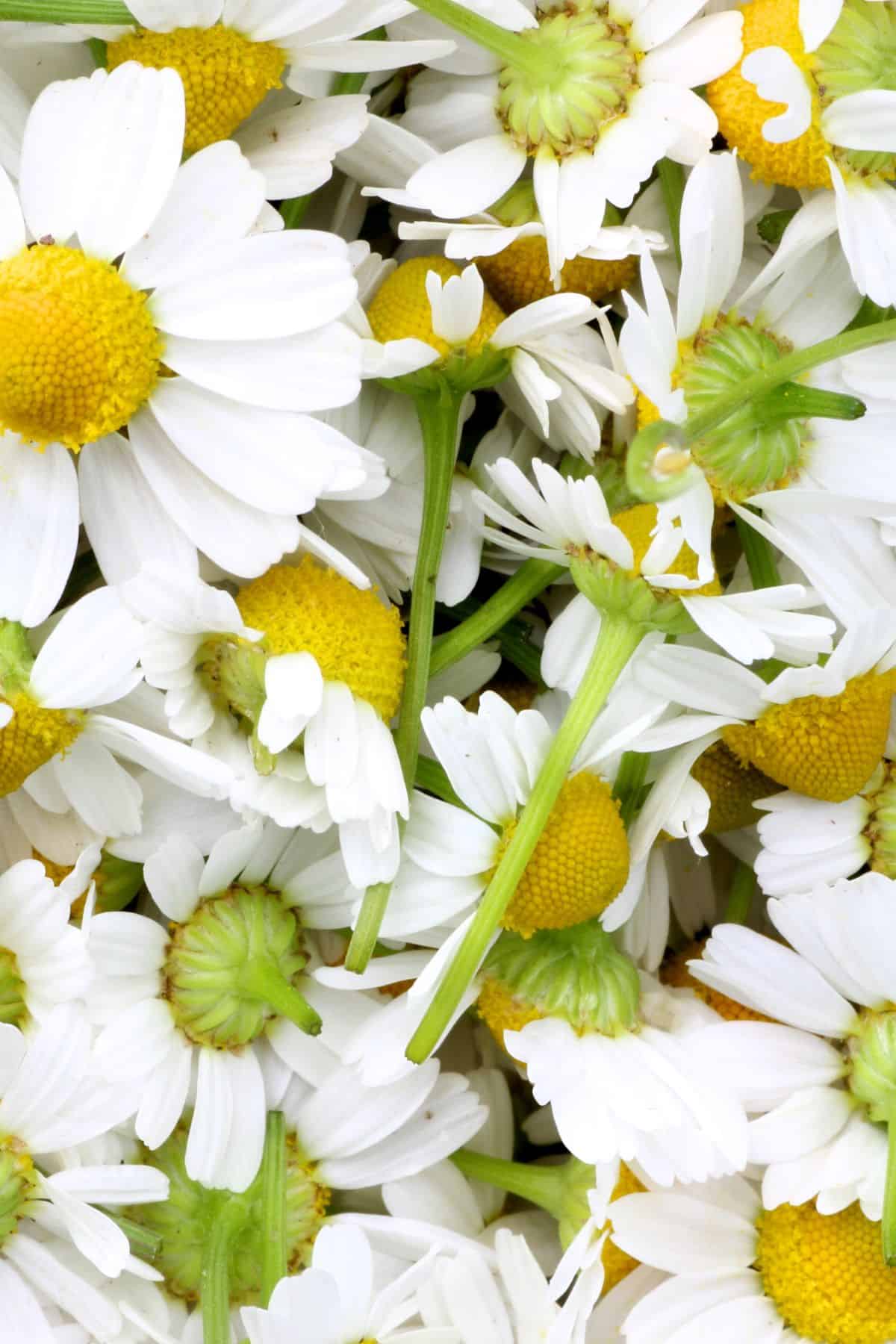 camomile