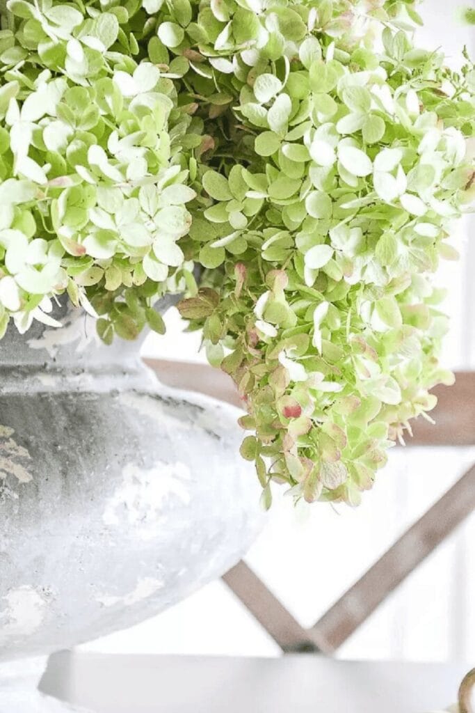 drying hydrangeas in a gray urn