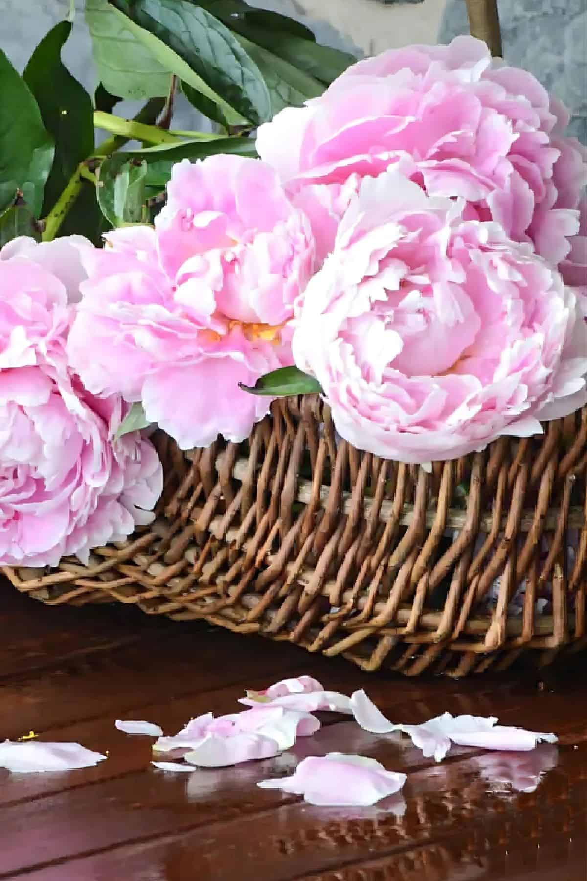 peonies in a basket