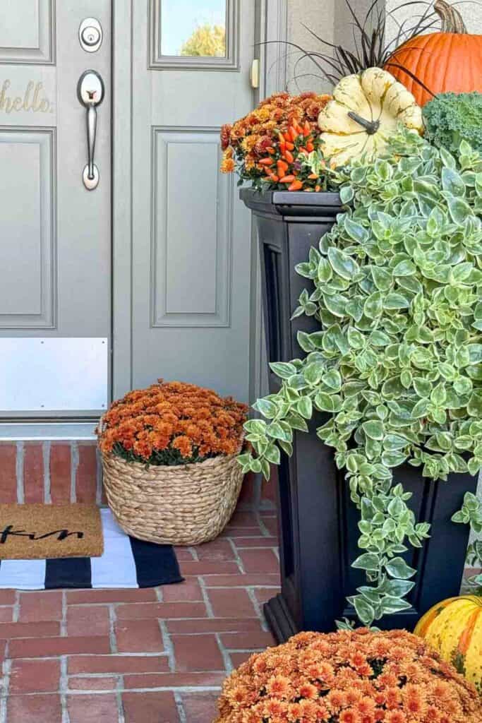 black planter on the front porch filled with fall annuals and pumpkins