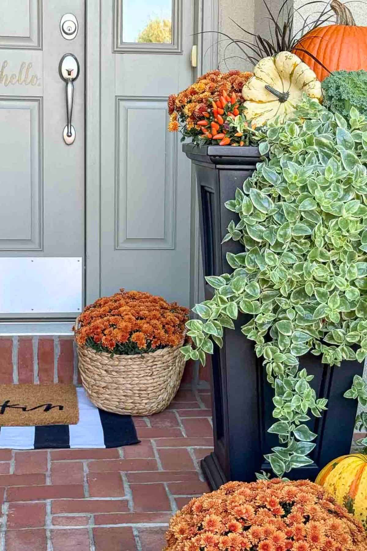black planter on the front porch filled with fall annuals and pumpkins