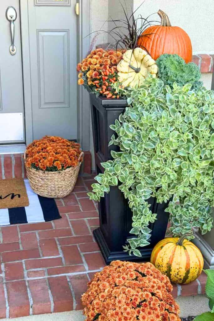mum and pumpkins in a planter on a porch