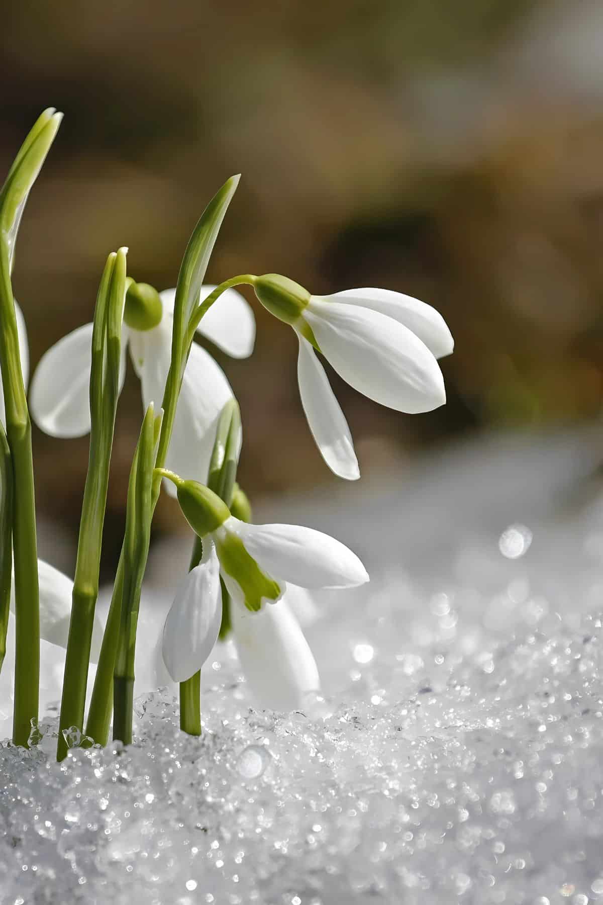snowdrops