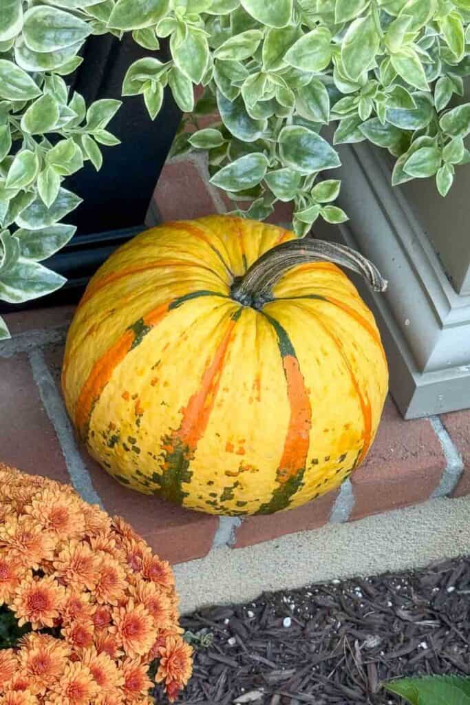 yellow pumpkin  with green and orange stripes and a orange mum sitting on a fall front porch