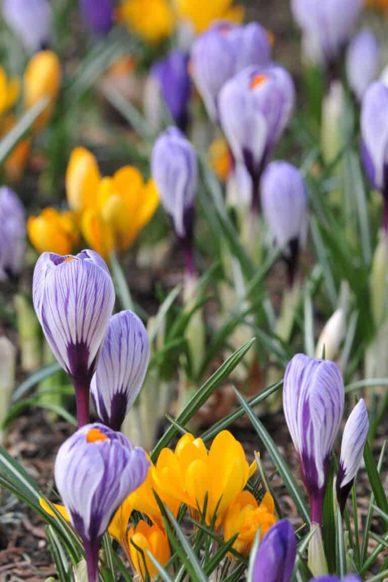 crocus bloom amid blades of grass