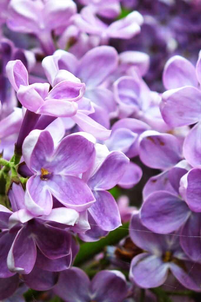 lilacs