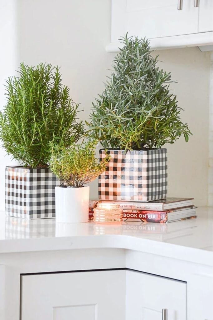 Herb Trees i plaid containers- Christmas Kitchen