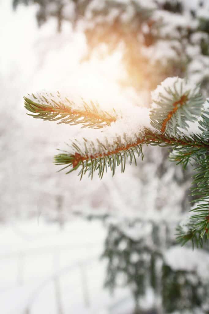 evergreen tree with snow