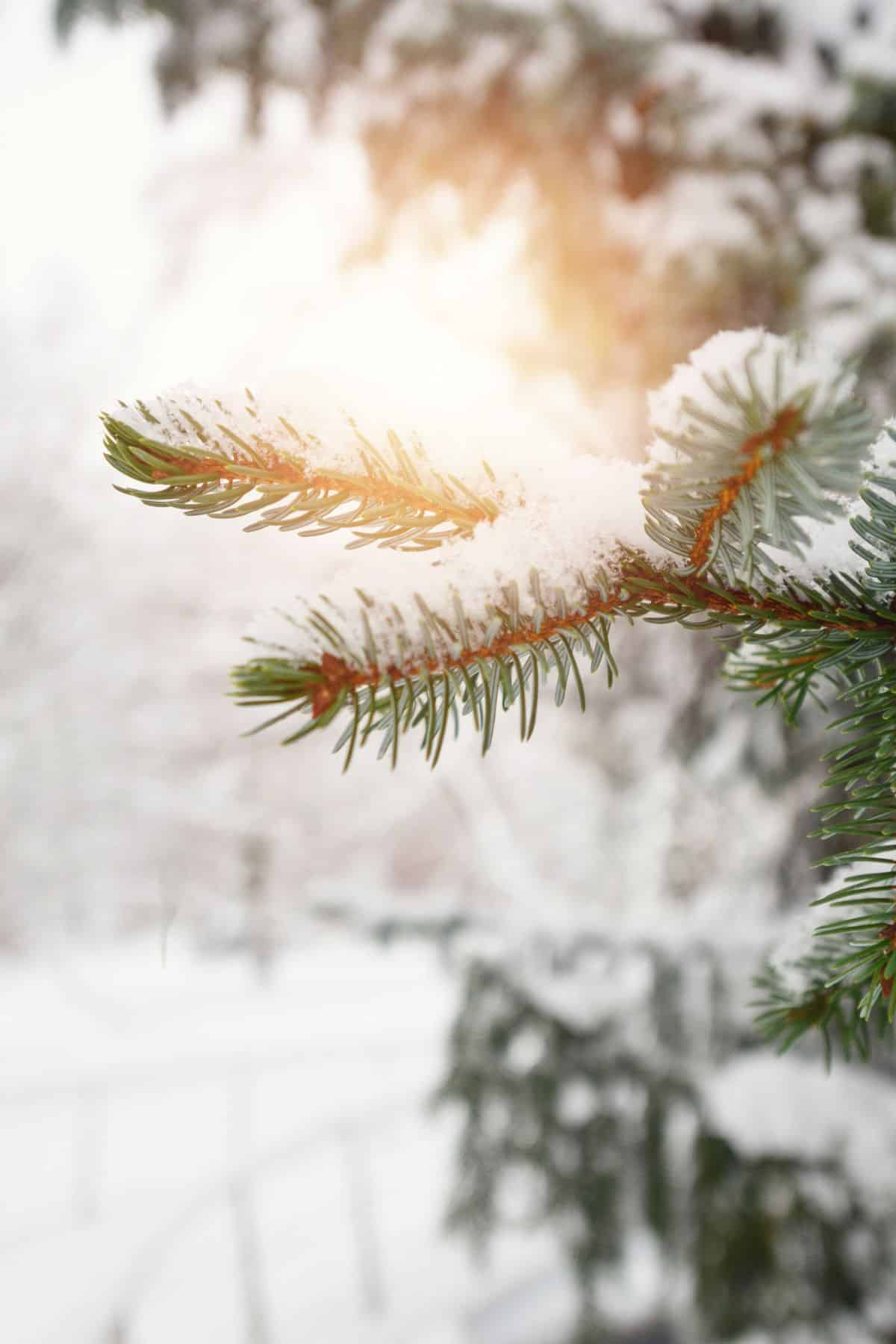evergreen tree with snow