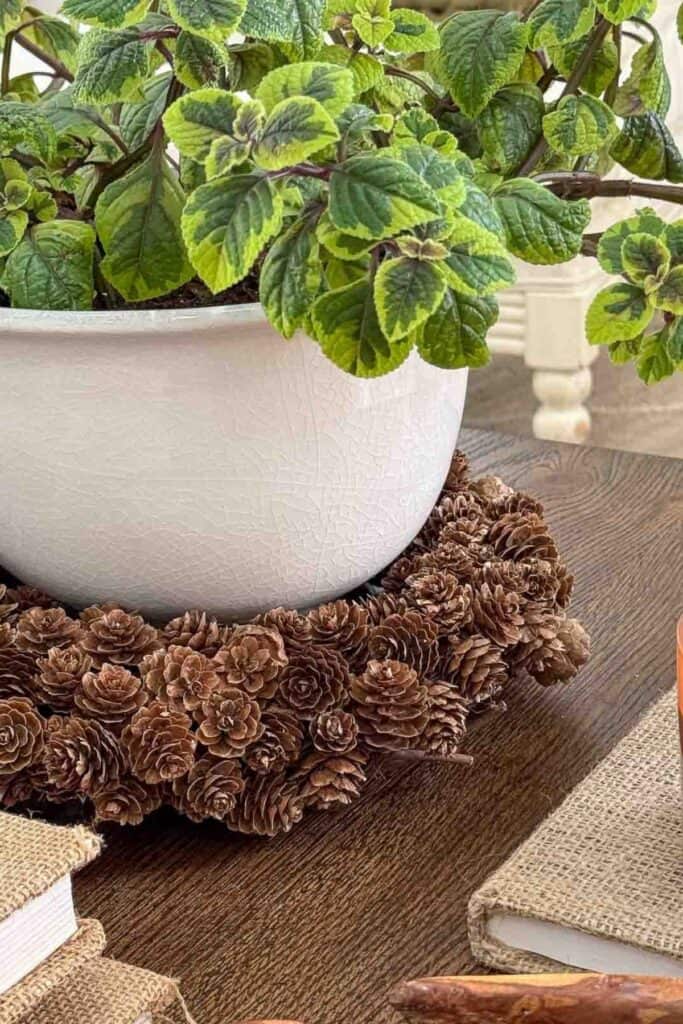 close up of a green plant in a white planter with a collar of mini pinecones around it