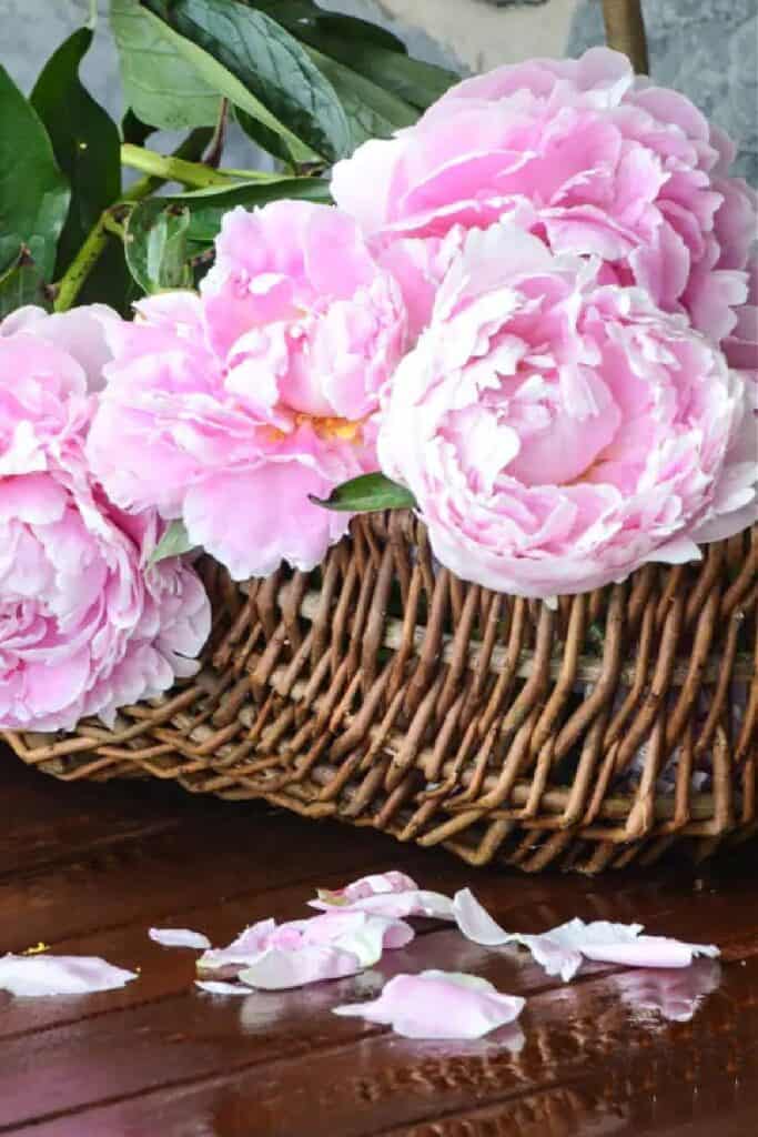 pink peonies arranged in a wicker basket used as a floral centerpiece