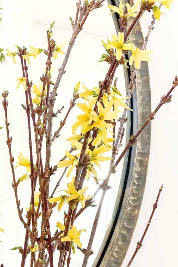 close up of forsythia branches in a white vase