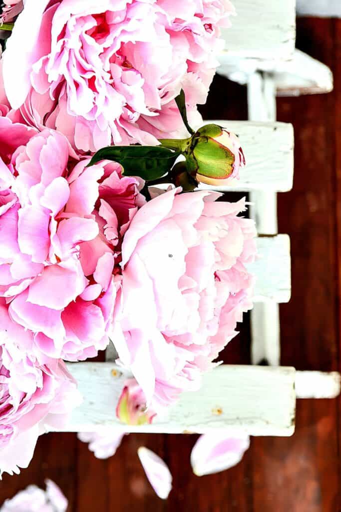 peonies on a white bench