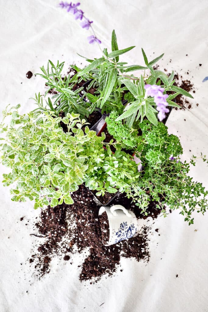 top view of herbs in pots and dirt on a white background