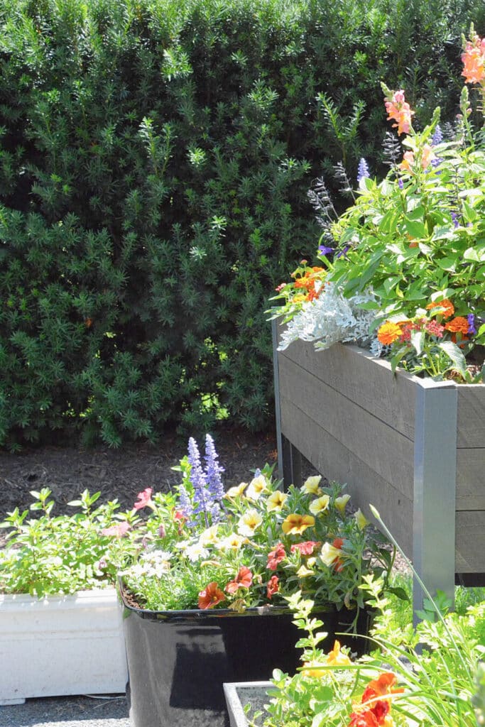 containers of beautiful summer annuals and herbs