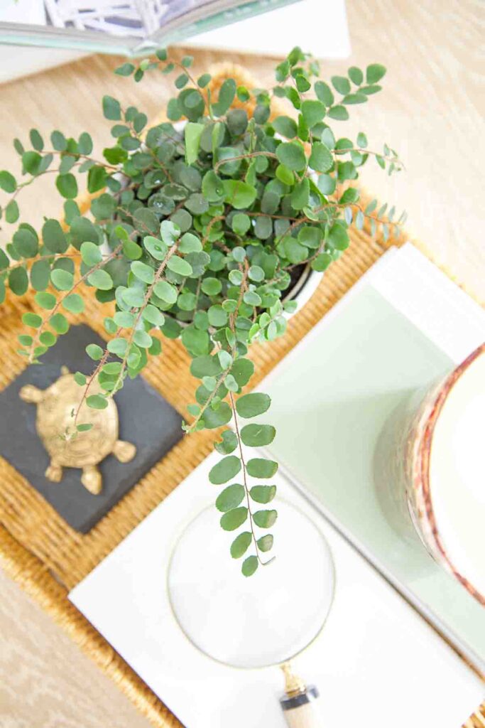 button fern in a basket vignette on a coffee table