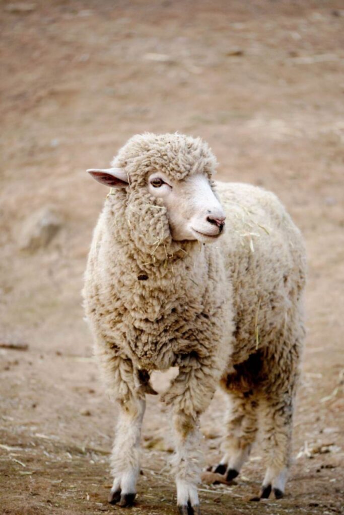 Cream and beige wool sheep standing in a dirt field, showing natural variation in beige tones