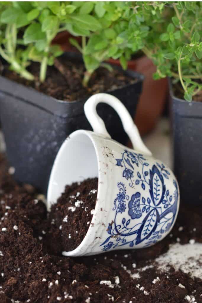a blue and white transferware mug tipped over spilling rich dark potting mix onto a surface with herb seedlings in nursery pots in the background