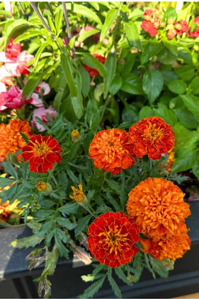 rich orange and red marigold blooms growing in a black rectangular planter with colorful snapdragons and lantana in the background