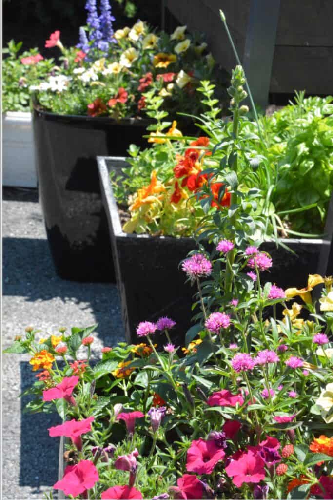 row of black planters overflowing with colorful summer annuals including petunias, lantana, marigolds, and salvia on a sunny patio
