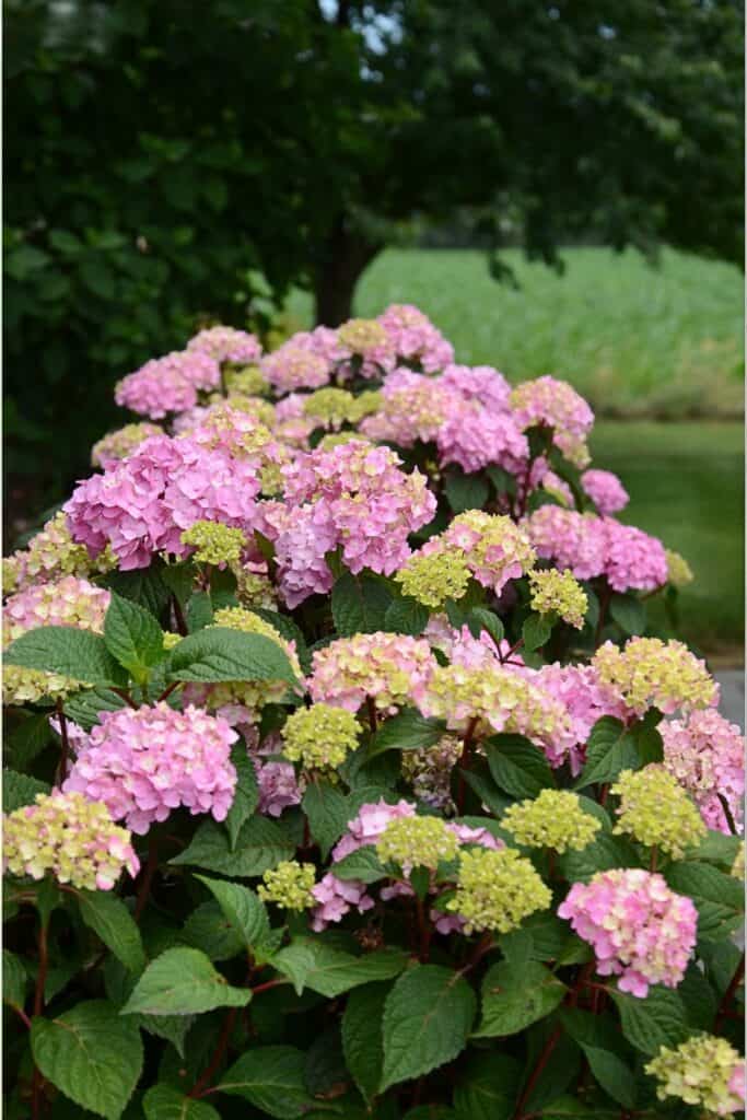 close up of a massive pink hydrangea shrub in full bloom with lime green new flower heads mixed among the pink blooms against a lush green background