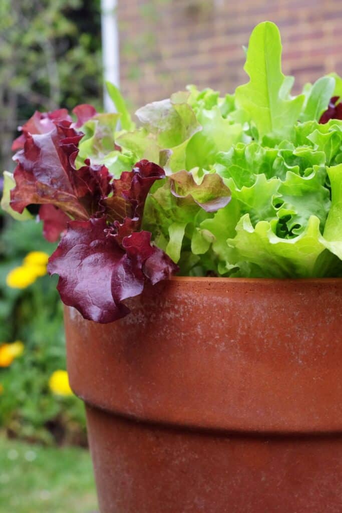 deep burgundy red leaf lettuce and bright green frilly lettuce growing together in a large terracotta pot in a garden