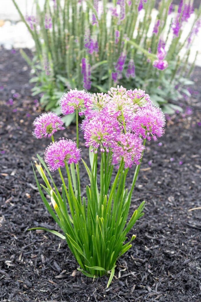 purple allium plant in a garden