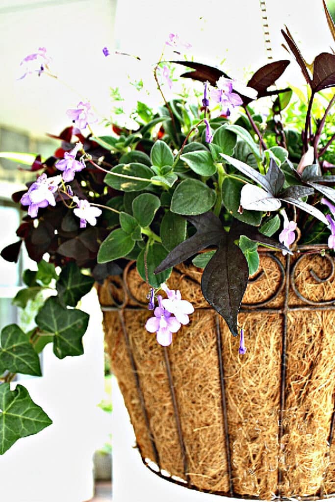 hanging basket