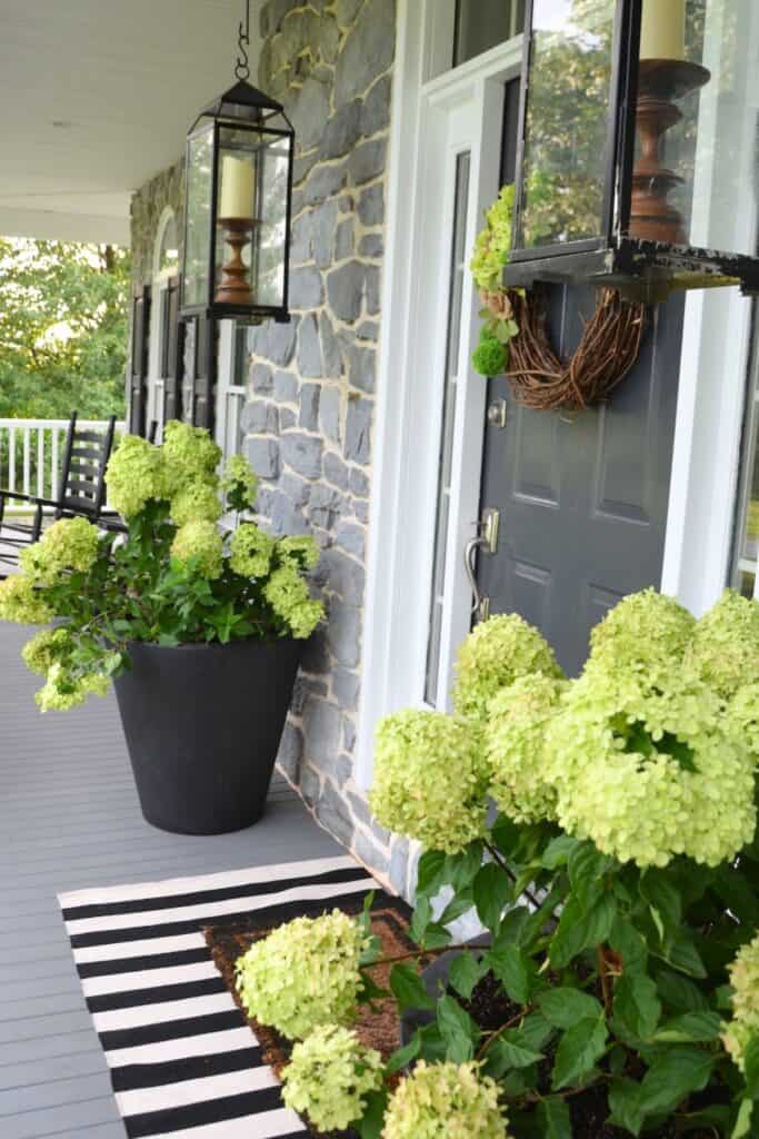 large limelight hydrangeas overflowing black round planters flanking the front door of a stone house porch with hanging lanterns and a black and white striped rug