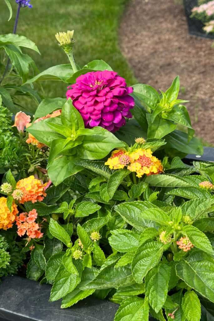 bold magenta zinnia bloom rising above clusters of yellow and orange lantana in a lush summer container garden