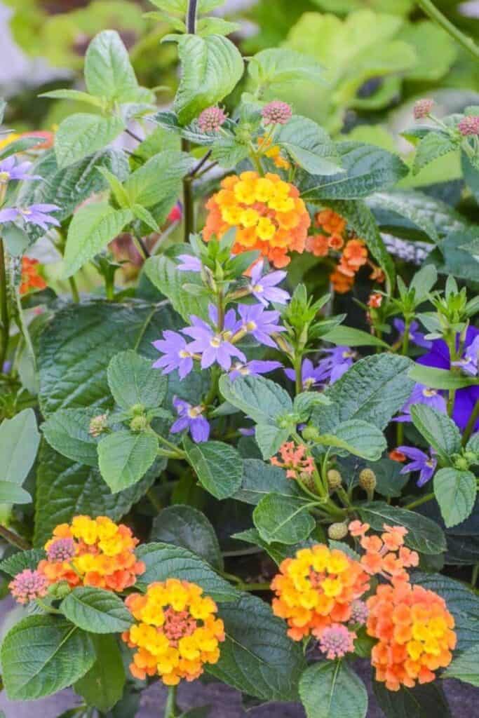 close up of vibrant orange and yellow lantana clusters and delicate purple lobelia star flowers growing together in a summer container garden