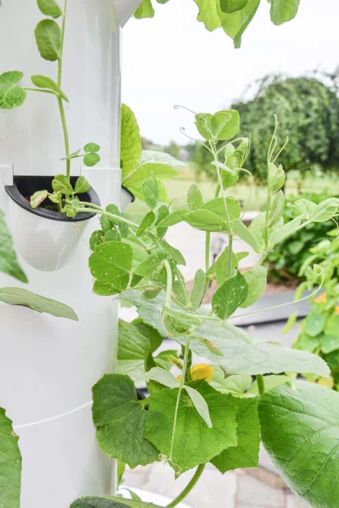 pea-vines-and-vegetables-growing-in-white-tower-garden.jpg