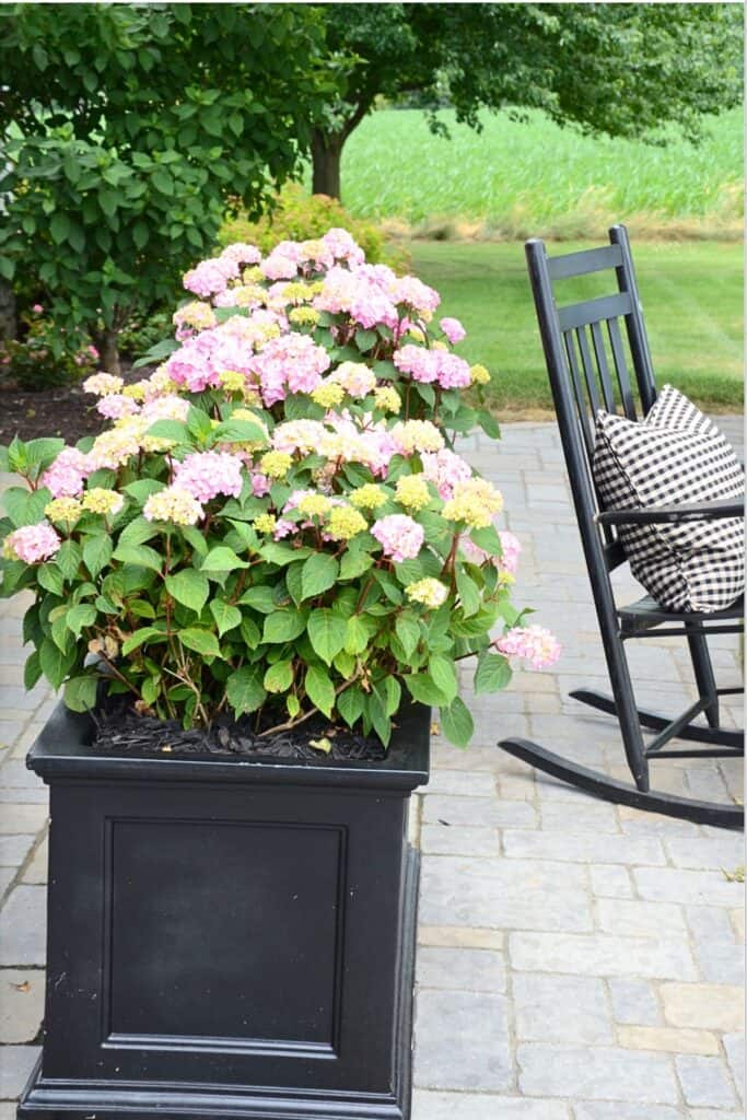 large pink hydrangea plant overflowing a black square planter on a stone patio with a black rocking chair in the background